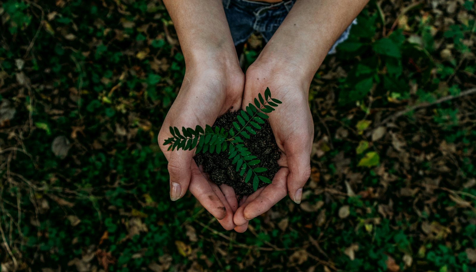 Manos sosteniendo tierra con un brote de planta, representando el cuidado y la precisión de un laboratorio agropecuario